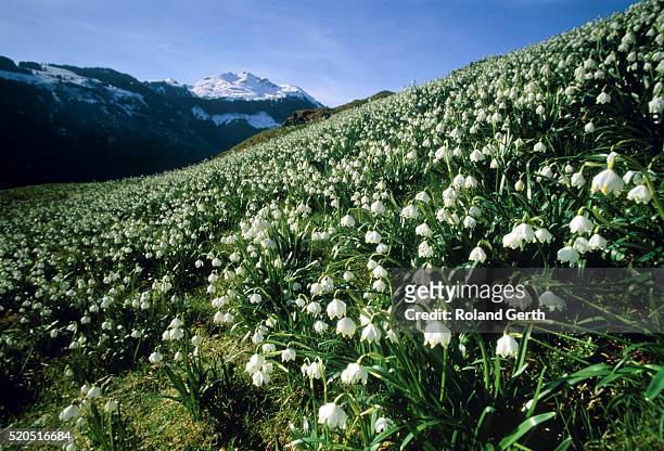 switzerland, meadow with white flowers, in background mountains - snowdrops stock-fotos und bilder
