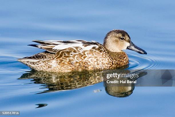 female blue-winged teal - teal anas discors birds stock pictures, royalty-free photos & images