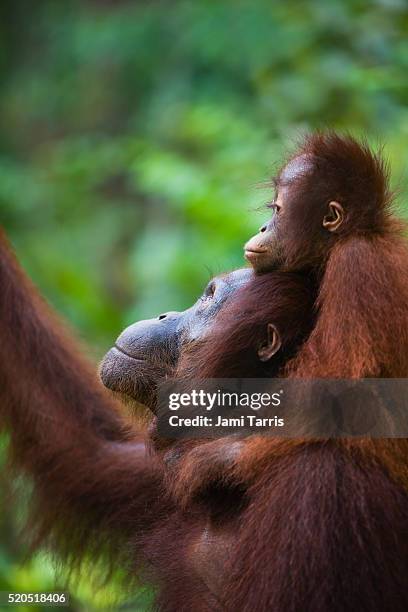 juvenile orangutan sitting on mother's shoulders - bornean orangutan stock pictures, royalty-free photos & images