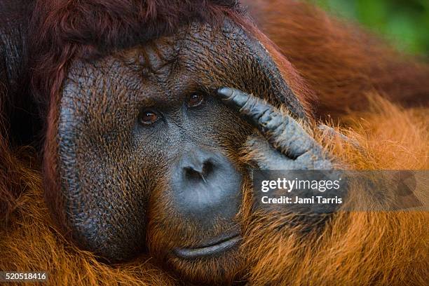 dominant male orangutan - isla de borneo fotografías e imágenes de stock