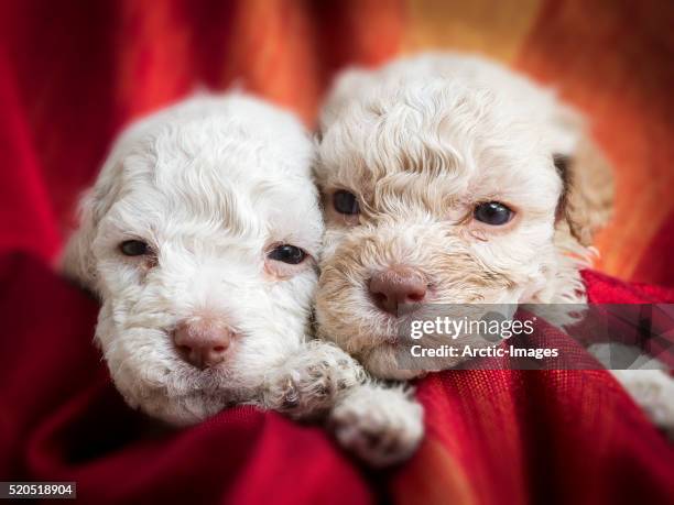 lagotto romagnolo puppies - lagotto romagnolo stock pictures, royalty-free photos & images