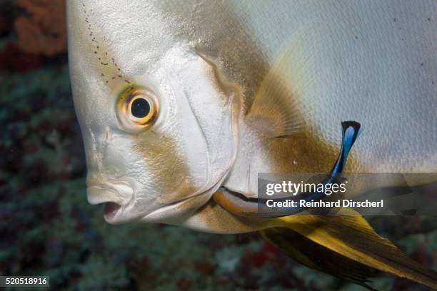 batfish cleaned by cleaner wrasse, maldives - pesce dottore foto e immagini stock
