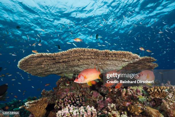 longjawed squirrelfish (sargocentron spiniferum) - long jawed squirrel fish stockfoto's en -beelden