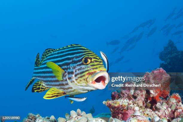 oriental sweetlips cleaned by cleaner wrasse, maldives - lábrido fotografías e imágenes de stock