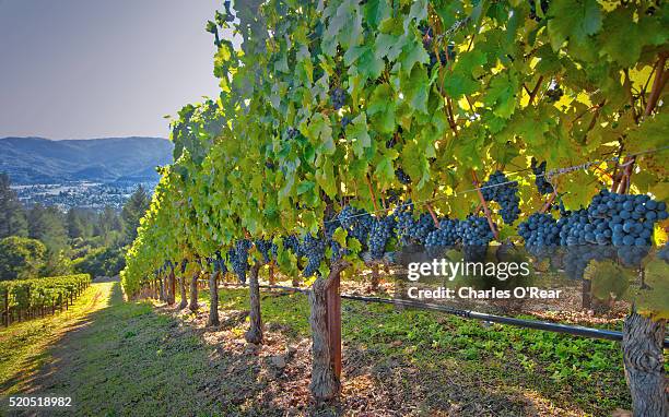 vineyard near st. helena, california - viñedo fotografías e imágenes de stock