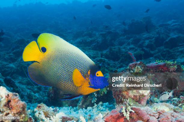 yellowmask angelfish (pomacanthus xanthometopon) - pomacanthus xanthometopon stock pictures, royalty-free photos & images