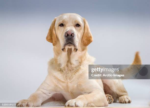 portrait of yellow labrador retriever lying down - labrador retriever ストックフォトと画像