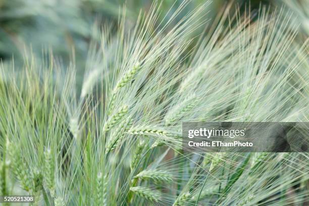 growing crops (barley / hordeum vulgare) on a field - barley stock pictures, royalty-free photos & images