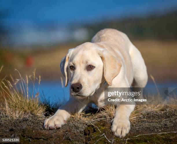 portrait of white labrador retriever-puppy - labrador stock-fotos und bilder