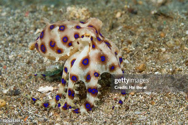 blue-ringed octopus - blue ringed octopus stock pictures, royalty-free photos & images