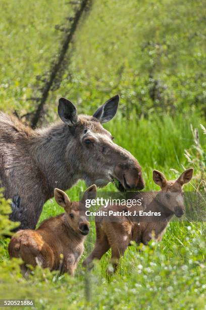 cow moose with two spring calves - female animal stock pictures, royalty-free photos & images