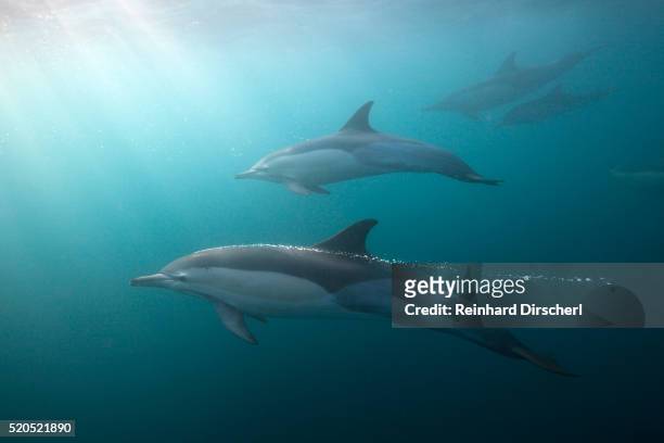 long-beaked dolphin (delphinus capensis) - dolphin and its blowhole stock pictures, royalty-free photos & images