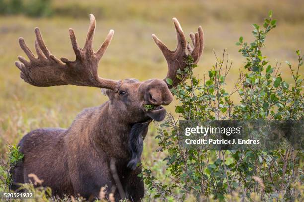 bull moose feeds on alder plants - elk bildbanksfoton och bilder