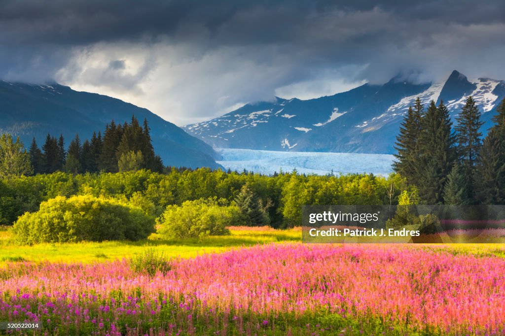 Fireweed and Mendenhall glacier