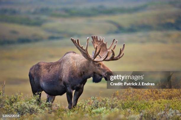 large bull moose - alce fotografías e imágenes de stock