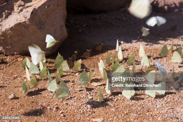 butterflies puddling - puddling stockfoto's en -beelden