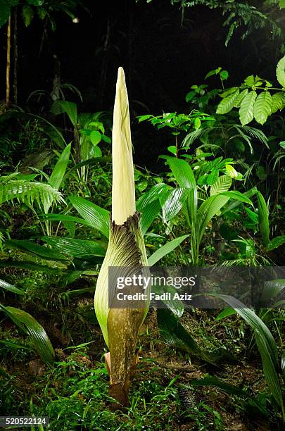 beautiful titan arum ready to bloom within several days in the tropical rainforest of sumatra - royalty free titan arum stock pictures, royalty-free photos & images