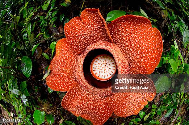 a beautiful rafflesia arnoldii bloom in the tropical rainforest of sumatra - espèces en danger photos et images de collection