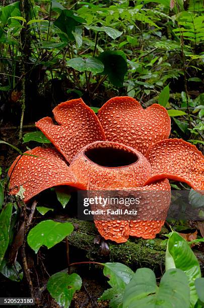 a beautiful rafflesia arnoldii bloom in the tropical rainforest of sumatra - rafflesia stock-fotos und bilder