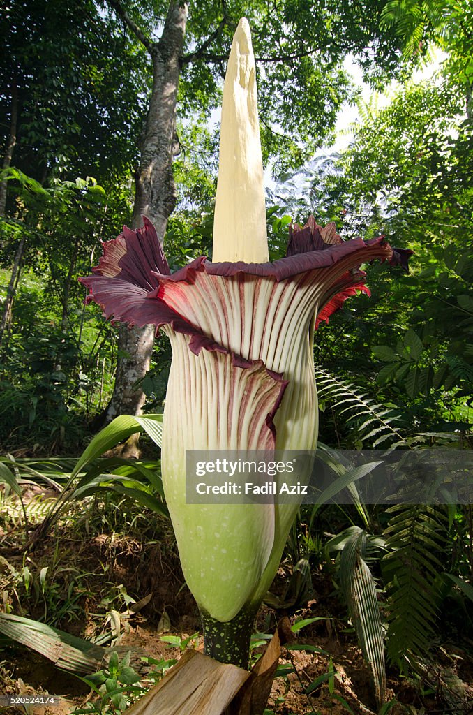 Beautiful titan arum bloom elegantly in Sumatran tropical rainforest. Now in the process of closing