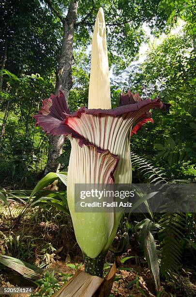 beautiful titan arum bloom elegantly in sumatran tropical rainforest. now in the process of closing - royalty free titan arum stock pictures, royalty-free photos & images