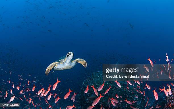 turtle amongst fish - îles galapagos photos et images de collection