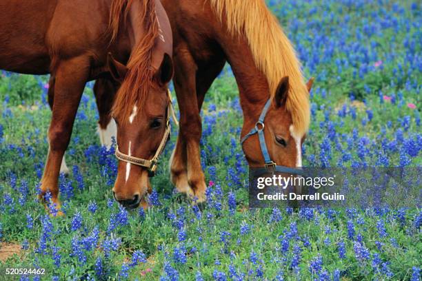 horses grazing among bluebonnets - texas bluebonnets stock pictures, royalty-free photos & images