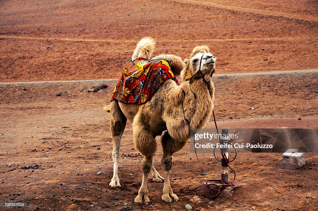 A camel at Flaming Mountains, Taklamakan Desert, Xinjiang Province, China