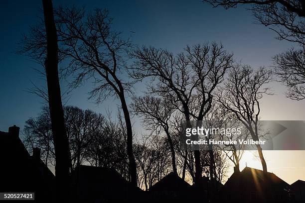 dutch silhouette houses with trees at sunset - hanneke vollbehr bildbanksfoton och bilder