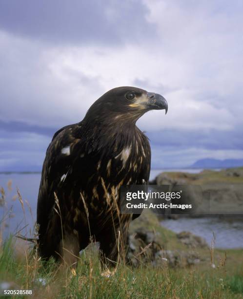 white-tailed eagle, western iceland - white tailed eagle stock pictures, royalty-free photos & images