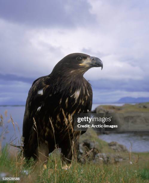 white-tailed eagle, western iceland - 白尾鷹 海雕 個照片及圖片檔