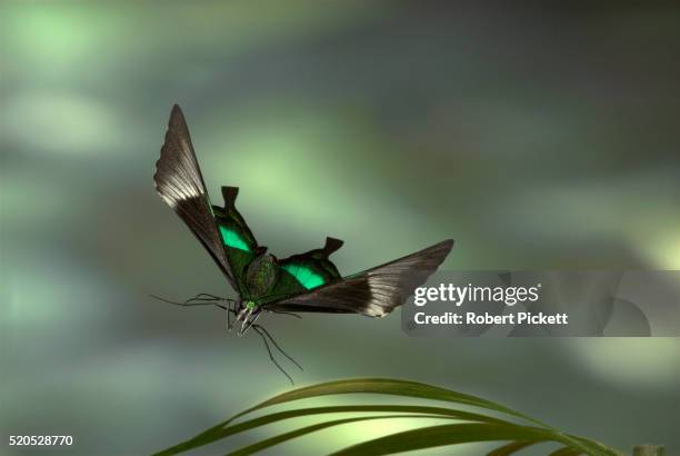 emerald swallowtail butterfly, papilio palinurus, in flight, high speed photographic technique, free flying, philippines.asia.... - emerald swallowtail stockfoto's en -beelden