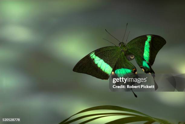 emerald swallowtail butterfly, papilio palinurus, in flight, high speed photographic technique, free flying, philippines.asia.... - emerald swallowtail stockfoto's en -beelden