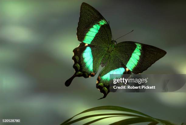 emerald swallowtail butterfly, papilio palinurus, in flight, high speed photographic technique, free flying, philippines.asia.... - papilio palinurus stock pictures, royalty-free photos & images