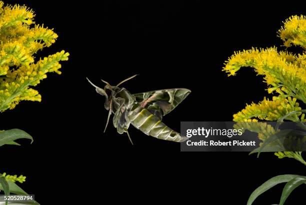 oleander hawk moth, daphnis nerii, in flight, high speed photographic technique, free flying, migrant to uk.europe.... - hawk moth bildbanksfoton och bilder