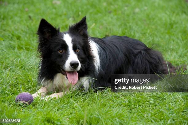 border collie dog, uk, in garden, black & white, laying, panting, with ball, playing - border collie stock pictures, royalty-free photos & images