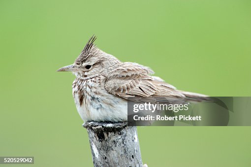 Crested Lark, Galerida cristata, Lesvos, Greece, perched on fence post, sitting, resting , lesbos