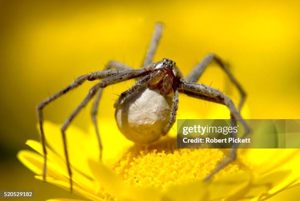 wolf spider, pisaura mirabilis, female, carrying silk ball with eggs inside, yellow flower, hunting, nurturing, caring, uk - images of wolf spiders stock pictures, royalty-free photos & images