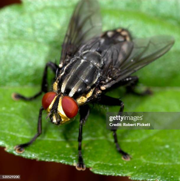 family sarcophagidae flesh flies. most flesh flies breed in carrion, dung, or decaying material, but a few species lay their eggs in the open wounds of mammals; hence their common name, hacienda baru, costa rica - mosca de la carne fotografías e imágenes de stock