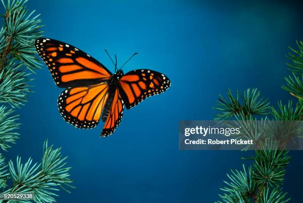 monarch butterfly, danaus plexippus, in flight, high speed photographic technique, flying through pine tree blue sky background - monarchvlinder stockfoto's en -beelden