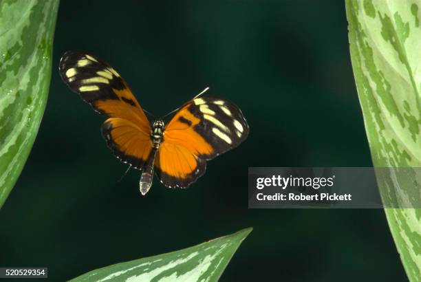 ismenius tiger butterfly butterfly, heliconius ismenius, in flight, costa rica, high speed photographic technique, flying, tropical jungle - tiger swallowtail butterfly stock pictures, royalty-free photos & images