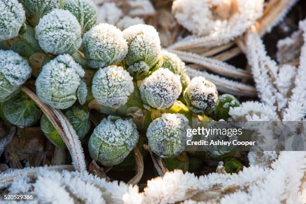frost on sprouts being grown on the lancashire fylde coast near southport, uk. - winter vegetables stockfoto's en -beelden