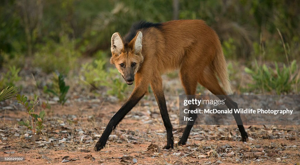 Maned Wolf