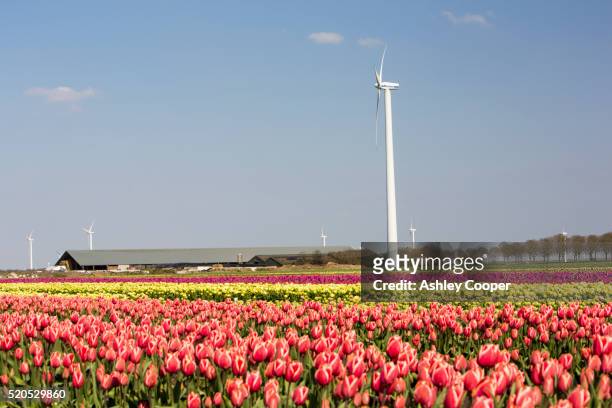 tulip fields and windmills - almere stockfoto's en -beelden