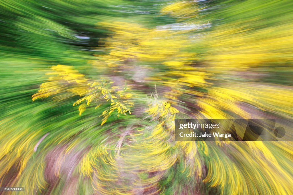 Motion blur and spin, yellow flowering plant