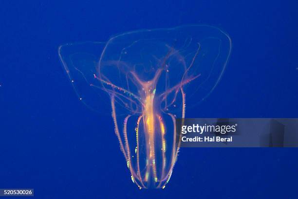 comb jelly - comb jelly stock pictures, royalty-free photos & images