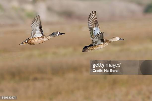 blue-winged teal ducks in flight - teal anas discors birds stock pictures, royalty-free photos & images
