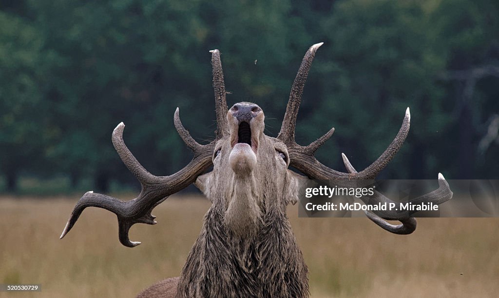 Red deer stag bellowing during the rut