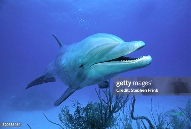 bottlenose dolphin - dolphin underwater stock pictures, royalty-free photos & images