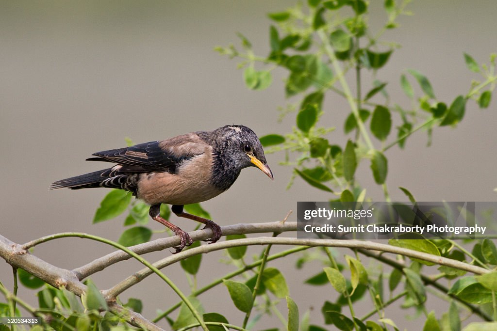 Rosy starling  Juvenile